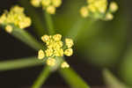 Smooth meadowparsnip